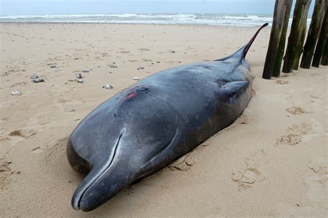 Pas de Calais une baleine meurt après s être échouée sur la plage de