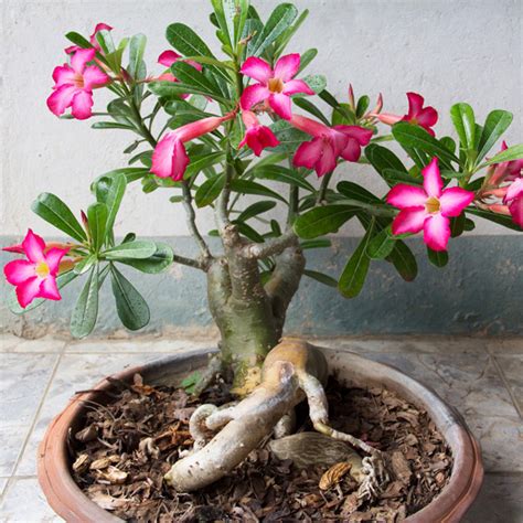 Adenium Desert Rose Garden Express