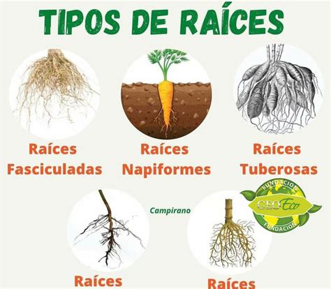 TIPOS DE RAICES