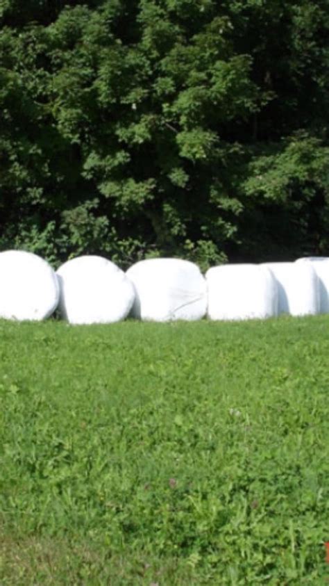 Silageballen Bio Siloballen Kaufen Landwirt