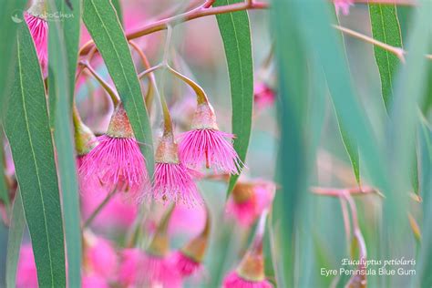 Eyre Peninsula Blue Gum（eucalyptus Petiolaris A Small To Medium Sized