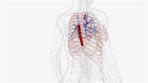 Premium Photo | Arteries of Thorax Thoracic Artery Subclavian Artery Pulmonary Artery Carotid ...