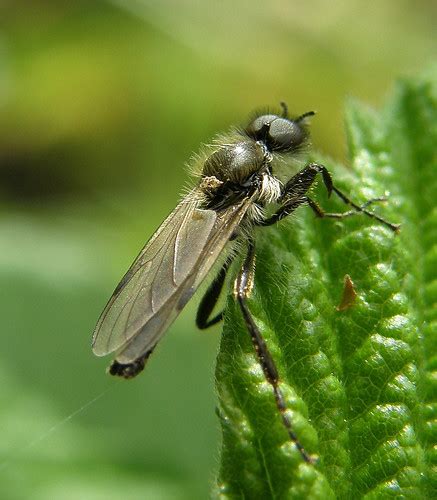 Bibio Reticulatus Male Ryton Wood Warwickshire 2012f Flickr