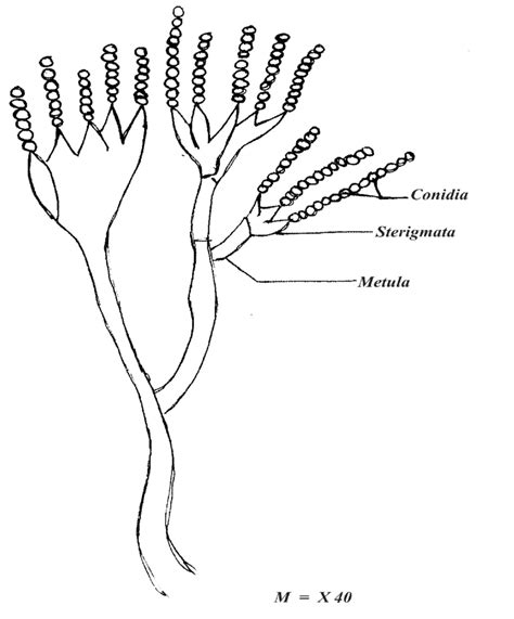 Penicillium Conidia Labeled