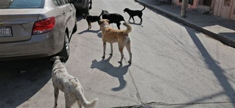 Aumenta Presencia De Perros Callejeros En San José Iturbide Habitantes Piden Acción Municipal