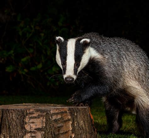 European Badger Species Meles Meles Garden Visitor Big Flickr