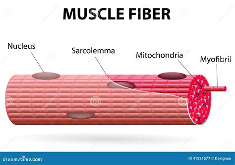 The Skeletal Muscle Fiber Stock Vector - Image: 41221577