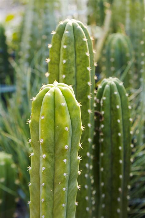 5 Poisonous Cacti To Keep Away From Children And Pets