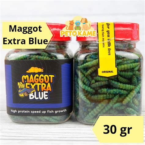 Jual Bang Fish Maggot Extra Blue Pakan Ikan Channa Stewarti Pulchra