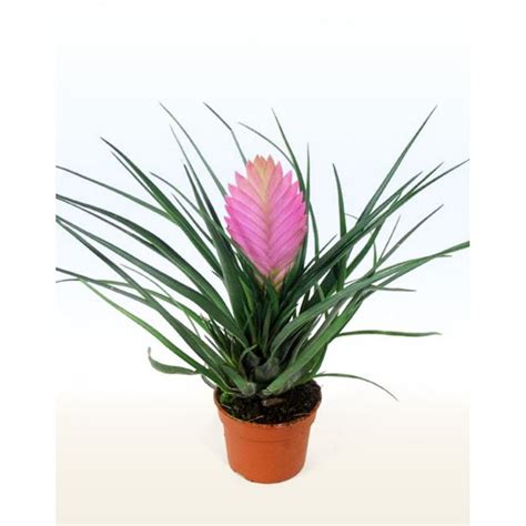 Тилландсия (Tillandsia) купить в Киеве. Доставка по Украине. Интернет ...