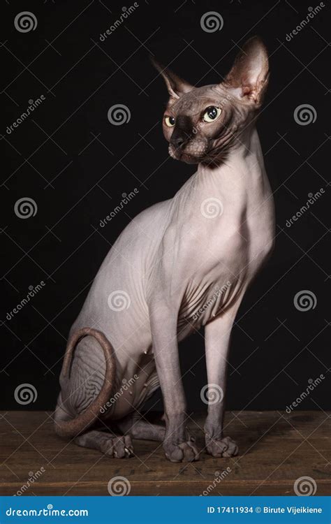 Sphynx Cat Stock Photo Image Of Portrait Naked Breed