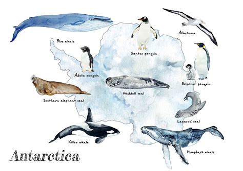 Antarctic Animals Map Kids Room Nursery Poster Whale Seal Penguin - Etsy