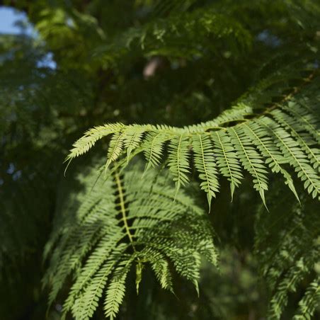 Jacaranda Mimosifolia Flamboyant Bleu I P Pini Re En Ligne