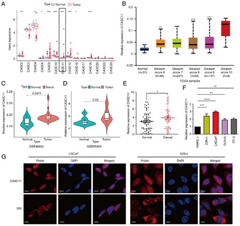 Long Non Coding Rna Casc Expression Is Upregulated In Pca A