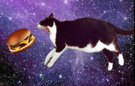 69 Of Cats In Space Silly Cats Funny Cats Funny Animals Cute