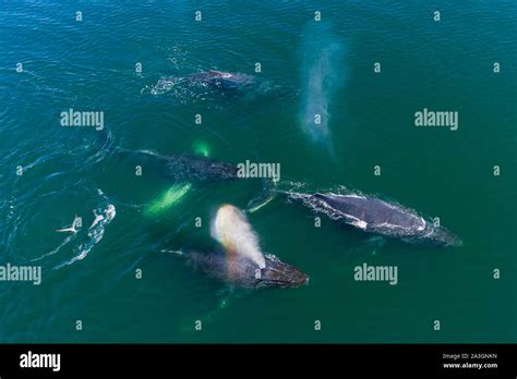 Usa Alaska Aerial View Of Humpback Whales Megaptera Novaeangliae