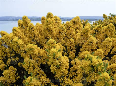 Flowering gorse on the Isle of Bute, Scotland 24478886 Stock Photo at ...