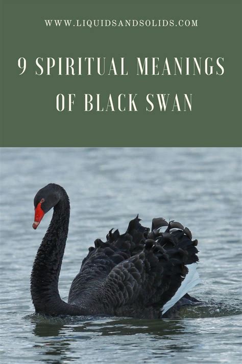 Black Swan Spirit Animal: What Does a Black Swan Symbolize? | Black swan, Swan, Black swan meaning