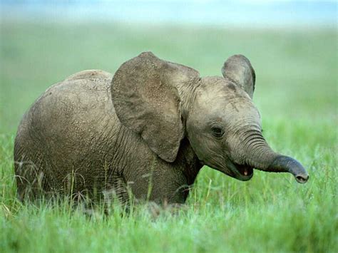 Baby Elephant - Animal Images