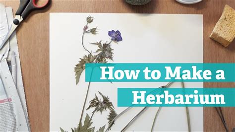 How To Make A Herbarium YouTube