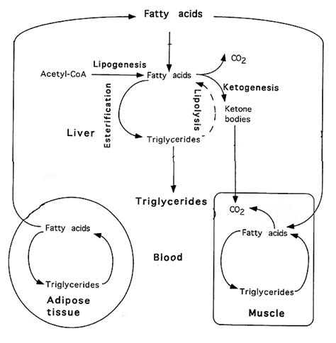 Fat Metabolism: Overview and Synthesis