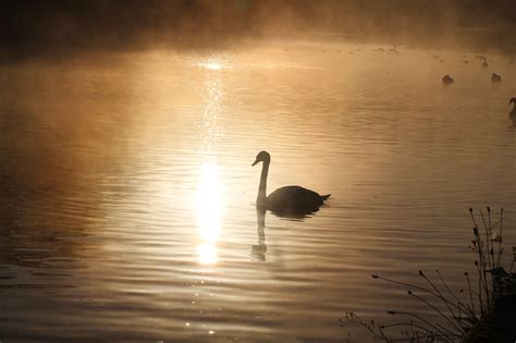 Cielo Atardecer Aves Foto Gratis En Pixabay Pixabay