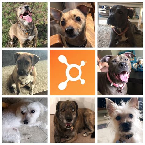 It’s National Pet... - Orangetheory Fitness Shorewood, IL