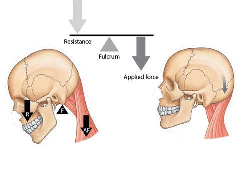 Fulcrum Definition Anatomy - Anatomy Book