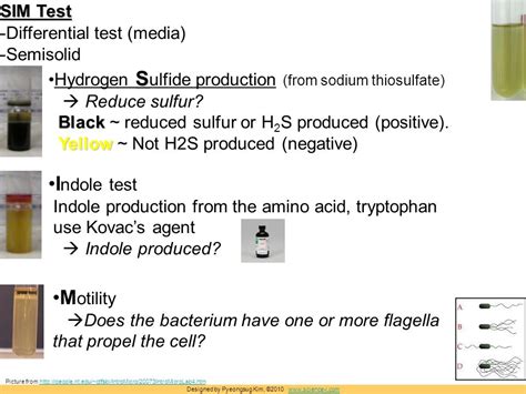 Biochemical Characterization Ppt Download