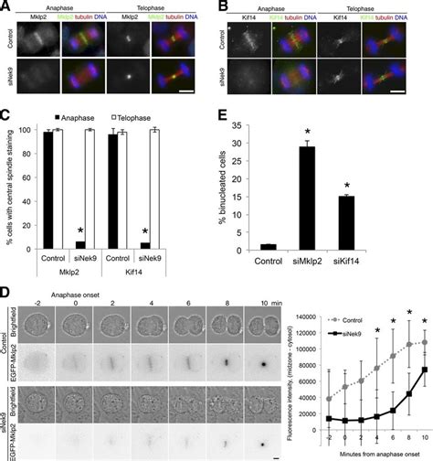 Nek9 Protein Is Required To Localize Kif14 And Mklp2 To The Anaphase Download Scientific