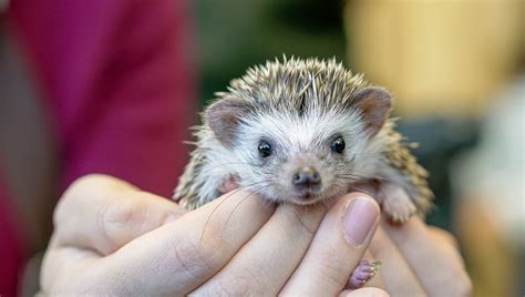 All about African Pygmy Hedgehogs Explained