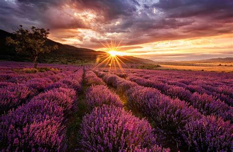 Wallpaper Mural Lavender Under The Sun Photo Wallpaper