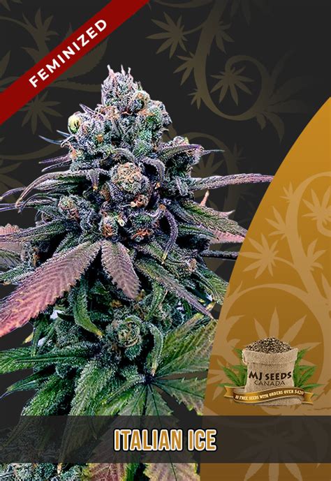 Italian Ice Strain Feminized Marijuana Seeds - MjSeedsCanada