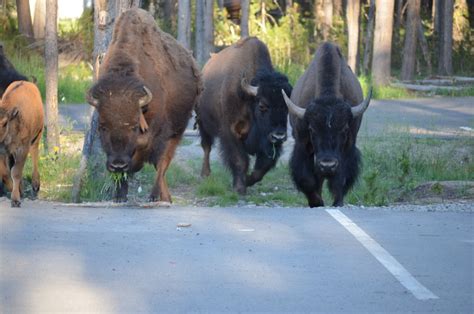 Buffalo Stampede at Yellowstone National Park! - Chaos Caravan