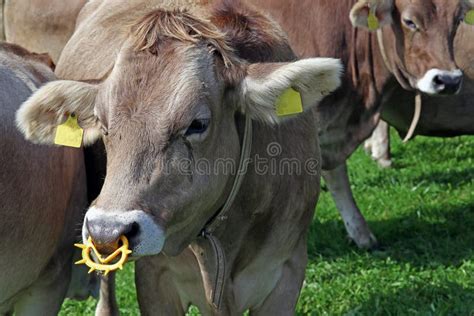 Cow With Nose Piercing Stock Image Image Of Rural Grass 21934959