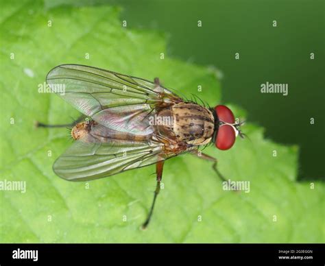 Insect with red eyes hi-res stock photography and images - Alamy