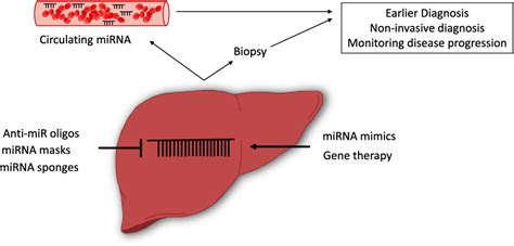 Figure 1 From Microrna Responses To Environmental Liver Carcinogens