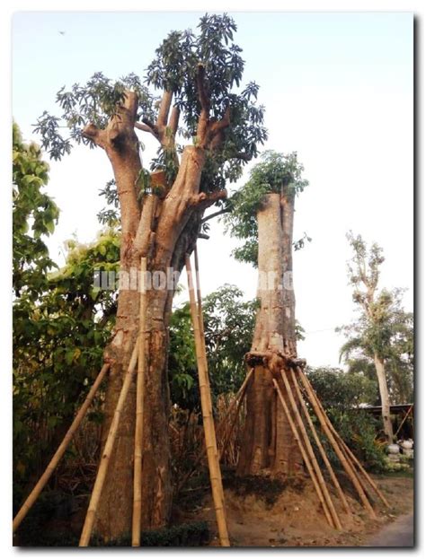 Pohon Pule Jual Pohon Besar Dan Langka Murah Garansi Hidup Tahun