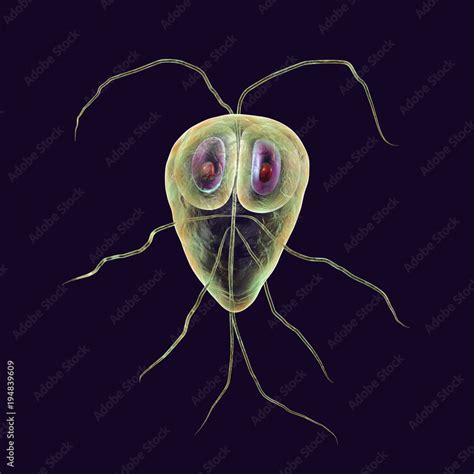 Giardia Lamblia Protozoan The Causative Agent Of Giardiasis 3d Illustration Ilustración De