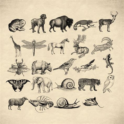 102 Vintage Animal Stamps for Procreate Vintage Wildlife - Etsy