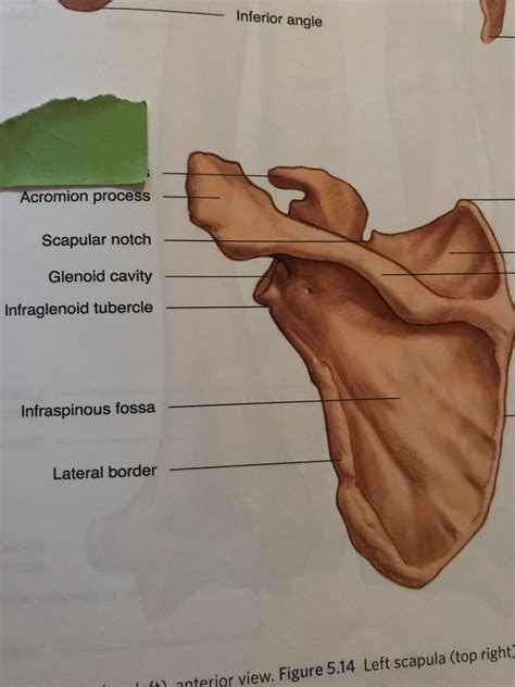 Posterior View Of Left Scapula Flashcards Memorang