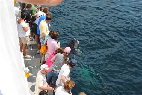 New England Aquarium Whale Watch - 40 Photos - Aquariums - Waterfront ...