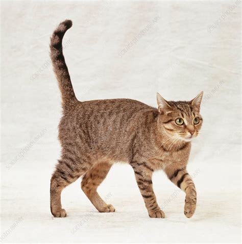 Brown Mackerel Tabby Cat Walking Forwards