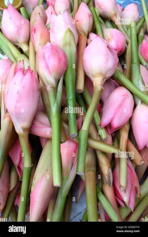 Ginger Flower Bunga Kantan Herbs Spicy Kantan Flower Asia Stock