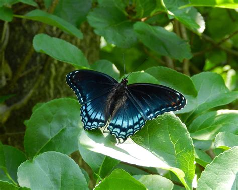 Maryland Butterflies