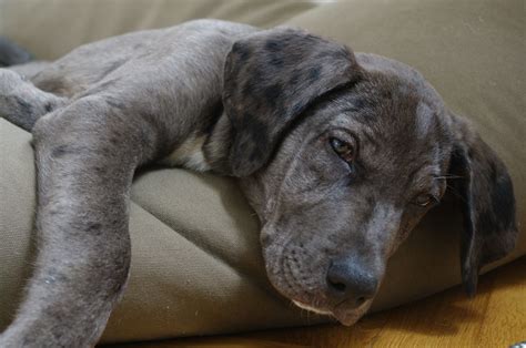 Labrador Great Dane Mix Puppies Black Lab Great Dane Mix Puppies For