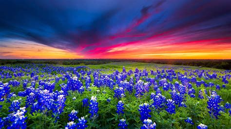 Bluebonnets: Texas’ Natural Treasure