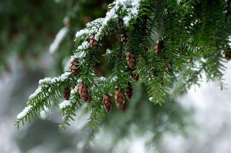 Different Types Of Coniferous Trees