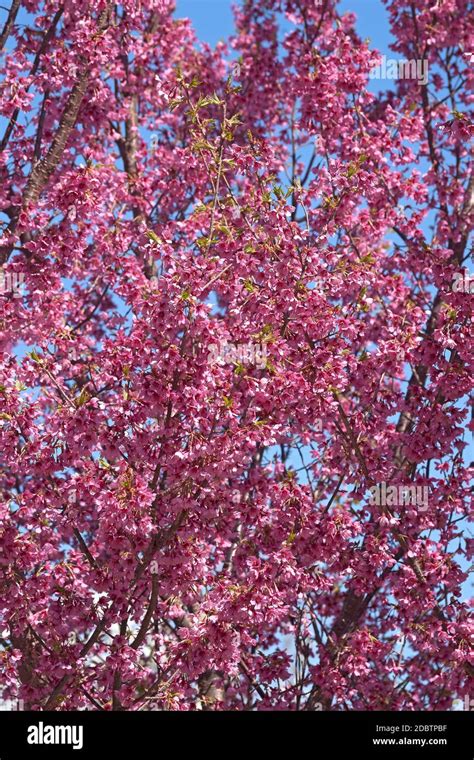 First Lady Flowering Cherry Prunus X Incam First Lady Hybrid Between