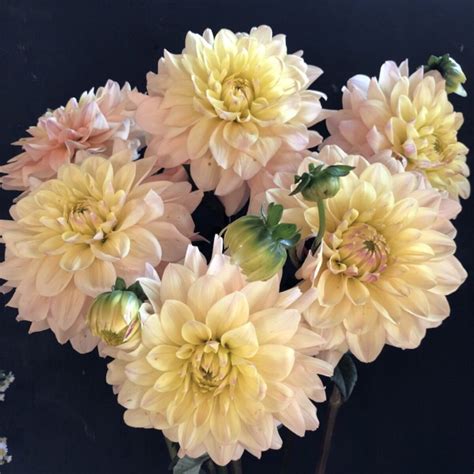 Dahlia Wyns New Pastel — Goldenrod Gardens